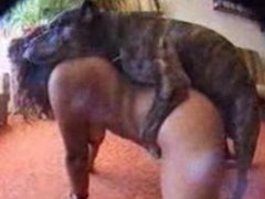 Cachorro ejacula dentro da vagina da morena