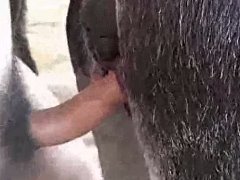 Homem comendo a buceta de uma mula